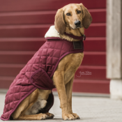 Couverture Chien Kentucky bordeaux