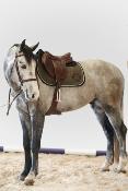 Tapis SATTYA Harcour cso kaki cheval