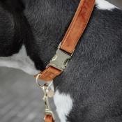 Collier chien velvet Kentucky orange