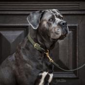 Collier chien tressé Kentucky olive