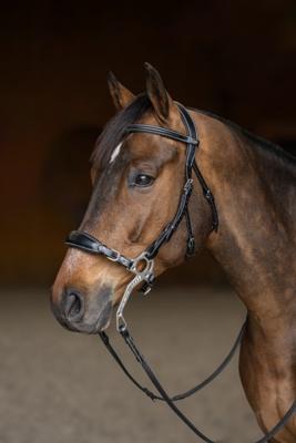 Bridon Hackamore