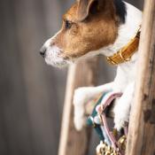 Collier chien velvet Kentucky moutarde