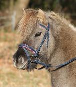 Bridon Unicorn shetty