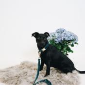 Collier chien velvet Kentucky emeraude