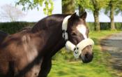 Licol de transport Kentucky marron