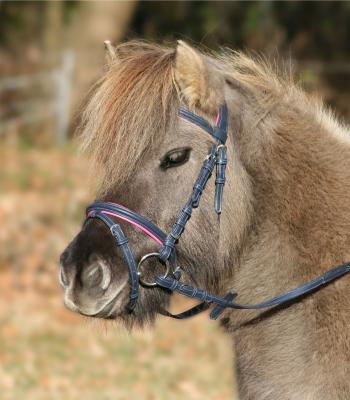 Bridon Unicorn shetty