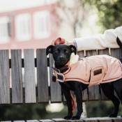 Couverture Chien imperméable Kentucky corail