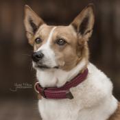 Collier chien tressé Kentucky bordeaux