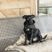 Couverture Chien Kentucky noir