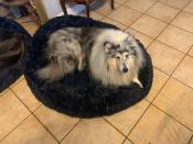 Coussin pour chien Fluffy XL/100cm de diamètre gris foncé