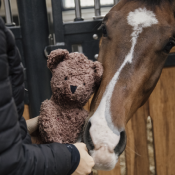 Jouet Ours peluche Kentucky