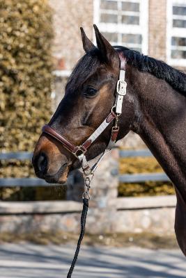 Licol cuir nylon LUNA marron/beige