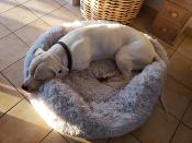 Coussin pour chien Fluffy XL/100cm de diamètre gris clair